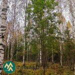 Koivuvaltaista kasvatusmetsää Kauppilan metsätilalla