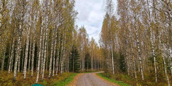 Riitasuontie Kauppilan metsätilan kohdalla Sastamalassa