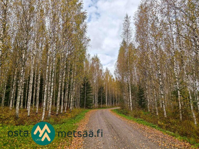 Riitasuontie Kauppilan metsätilan kohdalla Sastamalassa