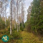 Varttunutta mänty- ja kuusivaltaista kasvatusmetsää Kauppilan metsätilalla Sastamalassa