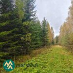 Metsätien runko Kauppilan metsätilan alueella