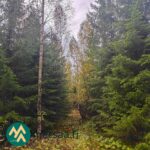Kuusivaltaista kasvatusmetsää myytävällä Kauppilan metsätilalla