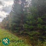 Metsätien runko Kauppilan metsätilan alueella