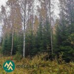 Nuorta kuusikkoa myytävällä Kauppilan metsätilalla Sastamalassa