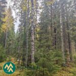 Varttunutta mänty- ja kuusivaltaista kasvatusmetsää Kauppilan metsätilalla Sastamalassa