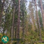 Varttunutta mänty- ja kuusivaltaista kasvatusmetsää Kauppilan metsätilalla Sastamalassa
