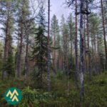 Mäntyjä ja kuusia sammaleisten kivien ympärillä Kallion metsätilalla.