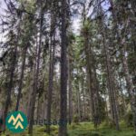 Eri-ikäisiä kuusia, mäntyjä ja koivuja Kallion metsätilalla Kihniössä.