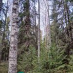 Kuusivaltaista metsää ja vihreää sammalpeitettä Kallion tilalla Kihniön Pettuvuorella.
