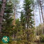 Nuoria mäntyjä ja kuusia tiheässä metsikössä Kallion metsätilalla.