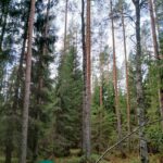 Tiheää nuorta männikköä ja kuusialikasvosta Kallion metsätilalla Kihniössä.