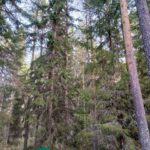 Tiheää kuusikkoa ja oksien lomasta näkyvää metsämaata Kallion metsätilalla.
