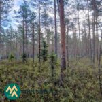 Nuoria kuusia ja lehtipuuvesakkoa Kallion metsätilalla Kihniön Pettuvuorella.