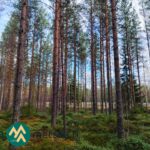 Mäntyvaltaista metsää ja varpujen peittämää maastoa Kallion metsätilalla Kihniössä.