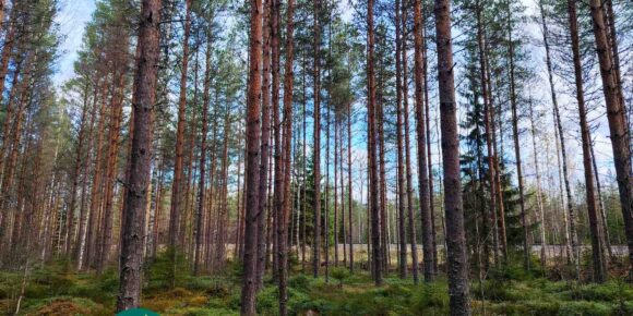 Mäntyvaltaista metsää ja varpujen peittämää maastoa Kallion metsätilalla Kihniössä.