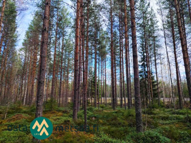 Mäntyvaltaista metsää ja varpujen peittämää maastoa Kallion metsätilalla Kihniössä.