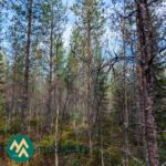 Tiheää kuusikkoa ja oksien lomasta näkyvää metsämaata Kallion metsätilalla.
