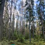 Korkeita mäntyjä ja kuusia kivikkoisessa metsässä Kallion tilalla Kihniössä.