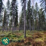 Mäntyjä, kuusia ja varpujen peittämää metsämaata Kallion metsätilalla Kihniössä.