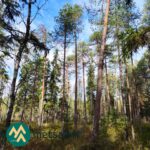 Korkeita mäntyjä ja kuusia kivikkoisessa metsässä Kallion tilalla Kihniössä.