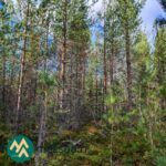 Mäntyjä, kuusia ja varpujen peittämää metsämaata Kallion metsätilalla Kihniössä.