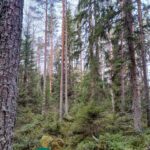 Kuusikkoa ja sammaleisia kiviä Kallion metsätilalla Kihniön Pettuvuorella.