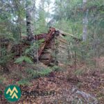 Lahonneen hirsirakennelman jäänteitä kuusten keskellä Kallion metsätilan kuva-aineistossa.