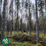 Korkeita mäntyjä ja kuusia kivikkoisessa metsässä Kallion tilalla Kihniössä.