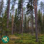 Tiheää kuusikkoa ja oksien lomasta näkyvää metsämaata Kallion metsätilalla.