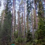 Koivunrunko ja eri-ikäisiä kuusia Kallion metsätilalla Kihniössä.