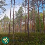 Mäntyvaltaista metsää ja varpupeitteistä maastoa Hartusniemen metsätilalla Parkanossa.