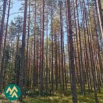 Suorarunkoisia mäntyjä ja varpupeitteistä metsänpohjaa Hartusniemessä.