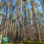 Mäntyjä ja koivuja aurinkoisella Hartusniemen metsäpalstalla.