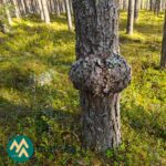 Pahka männyn rungossa Hartusniemen metsätilalla Parkanossa.
