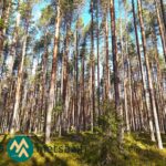 Mäntyvaltaista metsää ja pieni kuusi etualalla Hartusniemessä.