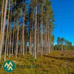 Männikköä ja sen vieressä avointa hakkuualuetta Hartusniemen kohdekuvassa.