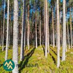 Mäntyjä, sammaleisia kiviä ja varvikkoa Hartusniemen metsäpalstalla.