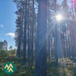 Auringonvalo siivilöityy mäntyjen välistä Hartusniemen metsässä.