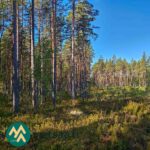 Korkean männikön ja matalamman puuston reunaa Hartusniemessä.