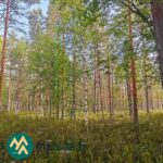 Mäntyjä ja koivuja Hartusniemen metsäpalstalla Parkanon Latosuolla.