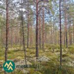 Korkeita mäntyjä aurinkoisessa metsässä Hartusniemen tilalla Parkanossa.