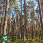 Mäntyjen runkoja ja latvuksia Hartusniemen metsäpalstalla.