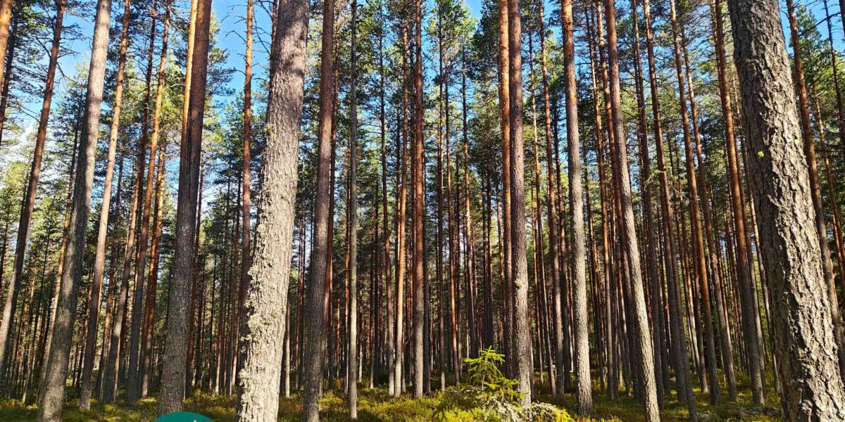 Järeitä männynrunkoja ja sammaleista maastoa Hartusniemessä.