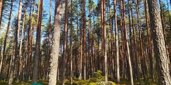Järeitä männynrunkoja ja sammaleista maastoa Hartusniemessä.