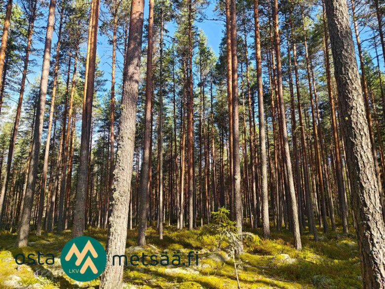 Järeitä männynrunkoja ja sammaleista maastoa Hartusniemessä.