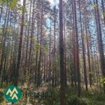 Mäntyvaltaista metsää ja lehtipuualikasvosta Hartusniemen metsätilalla.