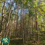 Koivuja ja havupuita Hartusniemen metsäpalstalla Parkanon Latosuolla.