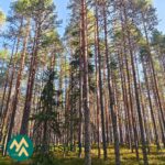 Korkeaa männikköä ja yksittäisiä kuusia Hartusniemen metsätilalla.