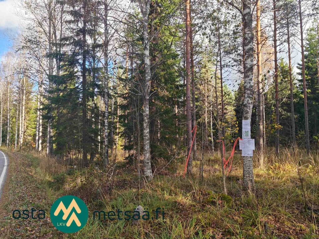 Mäntyjä, kuusia ja koivuja Kallensuon metsäpalstalla.