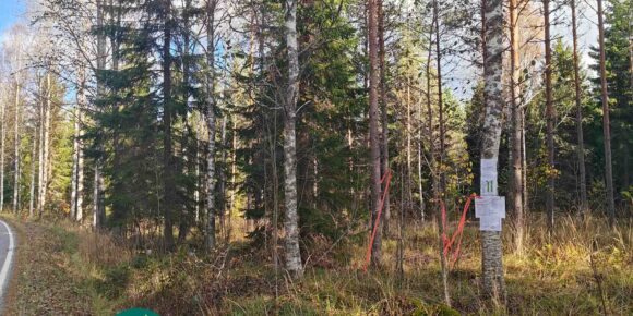 Mäntyjä, kuusia ja koivuja Kallensuon metsäpalstalla.